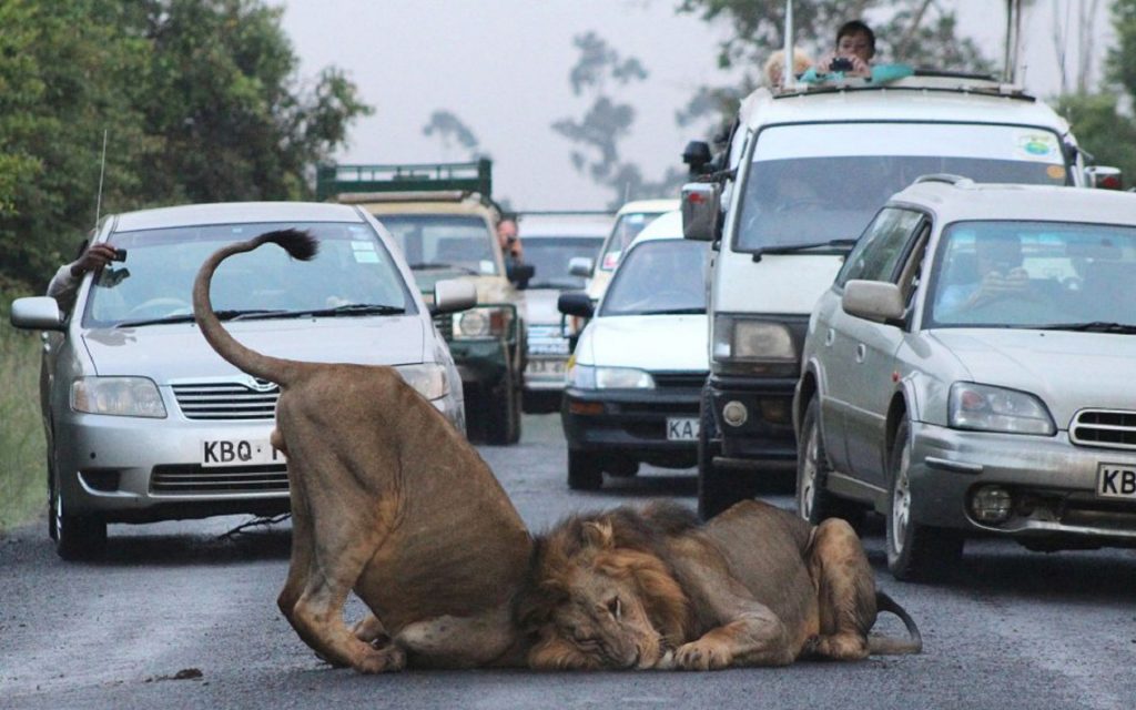Drive Down to the Nairobi National Park