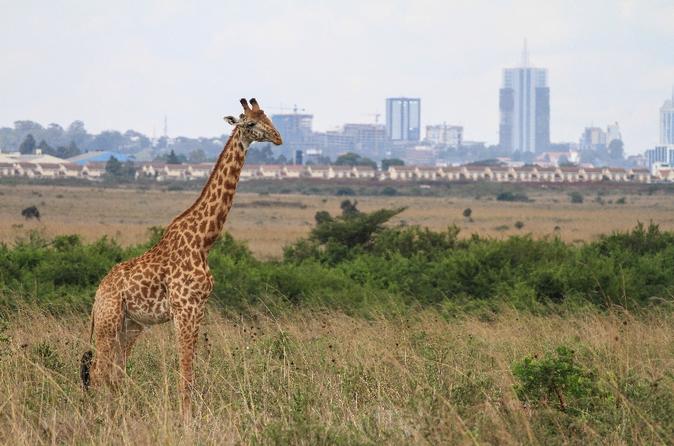 Safaris in Nairobi National Park