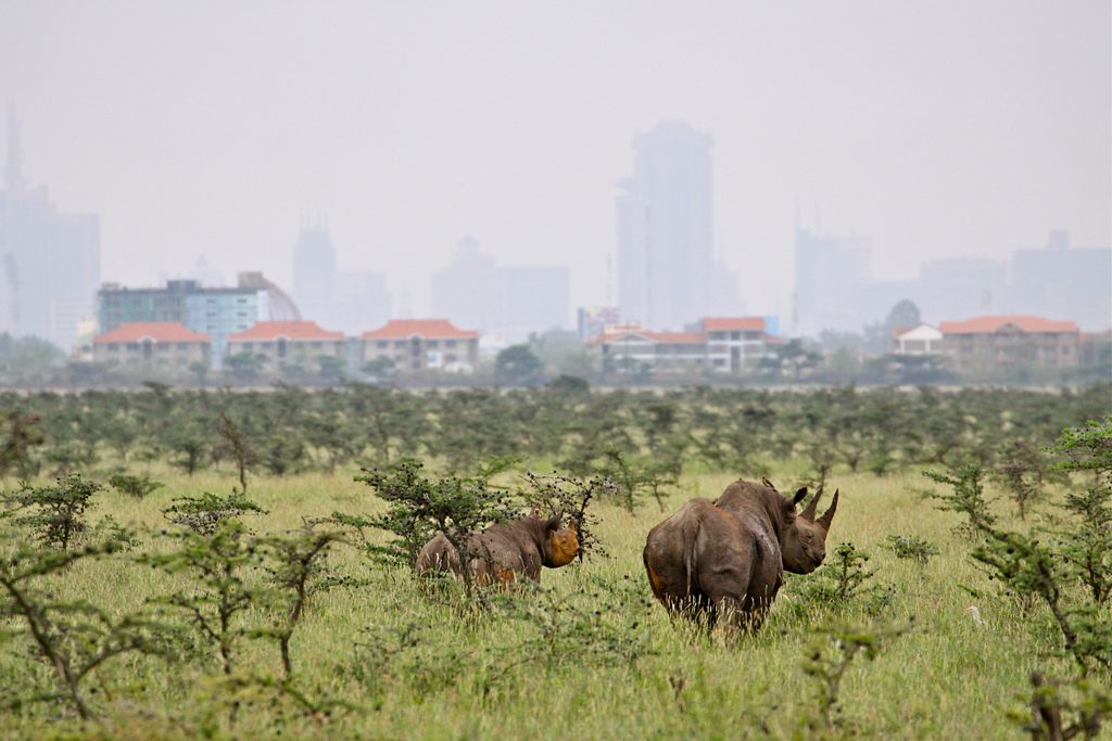 What to Do in Nairobi on a Rainy Day